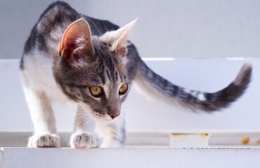 Young gray tabby cat staring intensely. Close up.