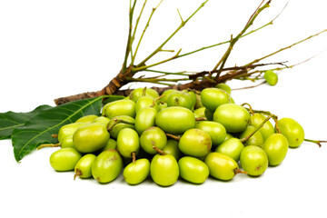 Medicinal neem fruits with neem leaf and branch isolated on white background. Neem fruit is an excellent moisturizing and contains various compounds that have insecticidal and medicinal properties.