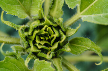 Sonennblumen Pflanze und Kerne