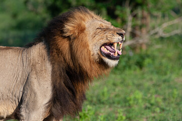 A large male Lion displaying the Flehmen Response in an attempt to check the hormone levels of a receptive female nearby, on a safari in South Africa