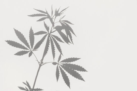 Gray shadows of a bush with leaves of marijuana, hemp on a white wall. Abstract background with cannabis plant overlay