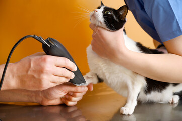 Veterinary doctor with assistant shaving a cat, preparing for operation. High quality photo