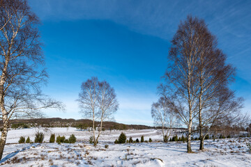 The Lueneburg Heath Nature Park in winter (German: Naturpark Lüneburger Heide) in Lower Saxony, Germany.	
