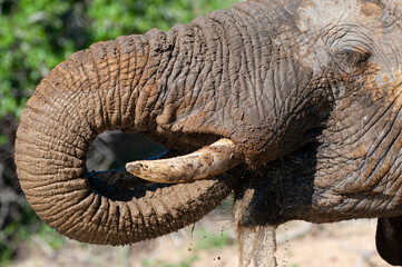 An African Elephant having a drink and a mud bath on a safari in South Africa