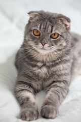 Portrait of Cats comfortable on the bed . Scottish Fold Cats purebred cute ginger kitten pet is feeling happy. love to animals pet concept.