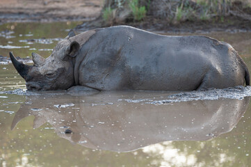 Fototapeta premium A Black Rhino male seen in a waterhole on a safari in South Africa