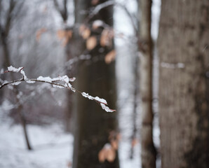Ice and snow covered branch in the forest