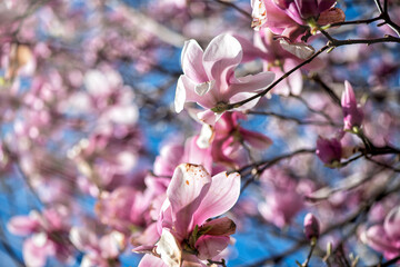 Fototapeta na wymiar Beautiful colors of magnolia flowers in spring time