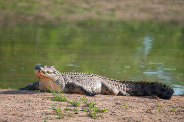 A Nile Crocodile seen on a river bank on a safari in South Africa