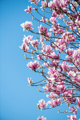 Beautiful colors of magnolia flowers in spring time