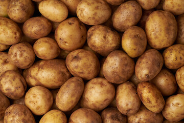 Whole organic potato background.