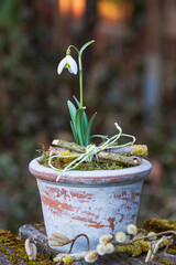Schneeglöckchen im Terracotta-Topf als Frühlings-Gartendekoration