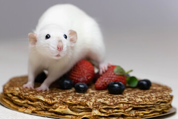 A cute white decorative rat sits on delicious pancakes with strawberries and blueberries.