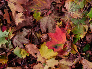 The forest floor covered by beautiful red orange and yellow leaves