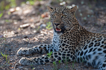 A beautiful young female Leopard seen on a safari in South Africa