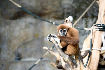 White-handed gibbons in the zoo are well fed. To conservation and conserve wildlife.