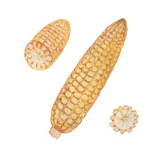Corn cob grain leaves. hand-drawn watercolor illustration. Print textile matern  vintage retro sketch. Agriculture farm harvest