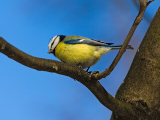 Eurasian blue tit (Parus caeruleus) bird on a twig. (in Polish: Modraszka zwyczajna)