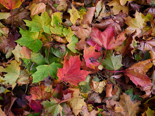 The forest floor covered by beautiful red orange and yellow leaves