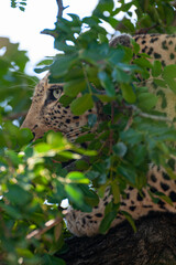 A beautiful young female Leopard seen on a safari in South Africa