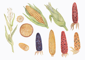 Corn cob grain leaves. hand-drawn watercolor illustration. Print textile matern  vintage retro sketch. Agriculture farm harvest