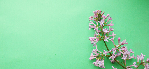 Lilac. A branch of purple lilac on a green background. Lilac blooming view from above. Spring, Plants and botany have come. Lilac is located on top. Flatly. Copy space for text. Banner