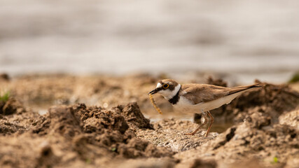 Little Ringed Plover, Charadrius dubius bird with a larva in its beak