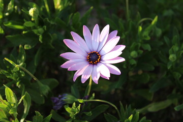 cosmos flower