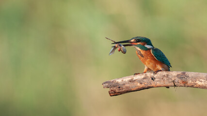 Bird common kingfisher Alcedo atthis sitting on a stick with a tadpole in its beak