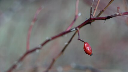 red berries on a branch of a tree