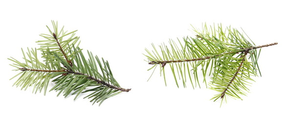 Set fir tree branch isolated on white background