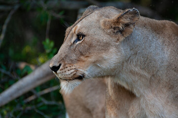 Obraz na płótnie Canvas A female Lion seen on a safari in South Africa