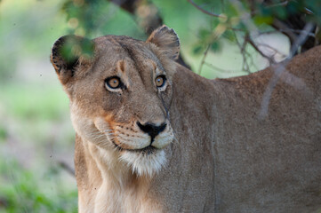 A female Lion seen on a safari in South Africa