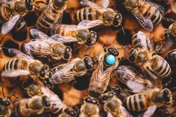 Honey bees and queen bee on honeycomb in hive - obrazy, fototapety, plakaty