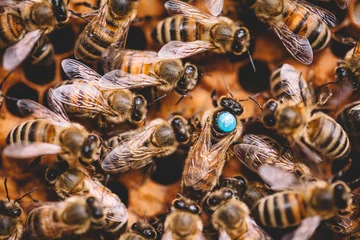 Tuinposter Honingbijen en bijenkoningin op honingraat in bijenkorf © Photocreo Bednarek