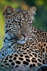 A beautiful young female Leopard seen on a safari in South Africa