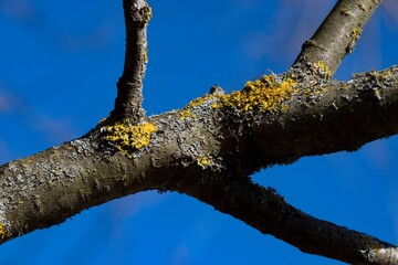 Fototapeta premium Yellow moss and fungus parasite on a tree branch.