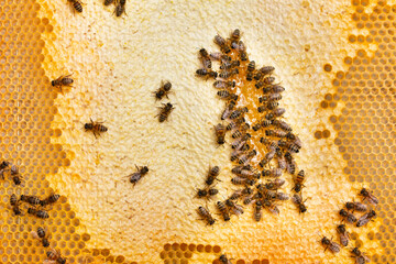 Honey bees on honeycomb at work in hive