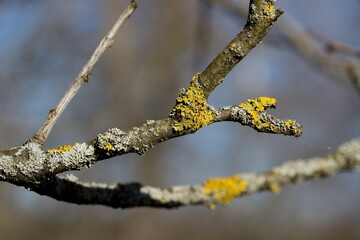 Yellow moss and fungus parasite on a tree branch.