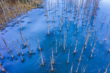 Fir trunks in frozen lake
