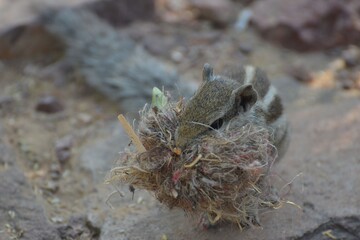 Little chipmunk is building a nest