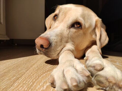 labrador tomando el sol