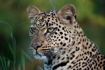 A beautiful young female Leopard seen on a safari in South Africa