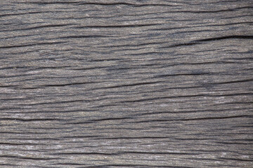 Old wood bark texture. Abstract art background.