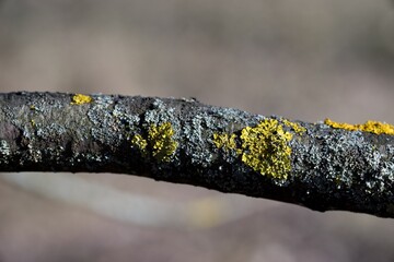 Yellow moss and fungus parasite on a tree branch.