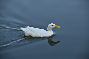 White Duck swimming in a water park