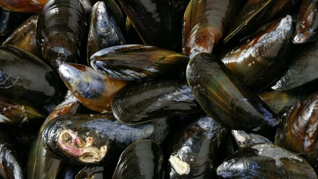 Fresh raw mussels full frame close up
