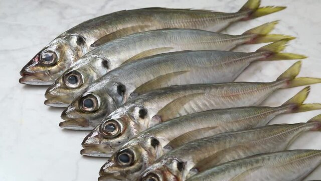 Fresh raw horse mackerel close up in a row