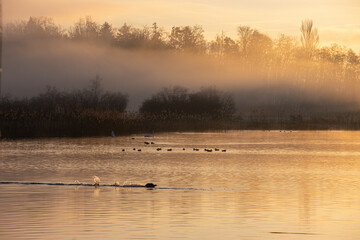 Obraz na płótnie Canvas duck, fog, greifensee, lake, lake animal, maur, mist, morning sun, nebel, see, sonnenaufgang, sun, sunrise, sunup, gewässer