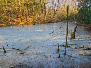 Late autumn scene in the forest